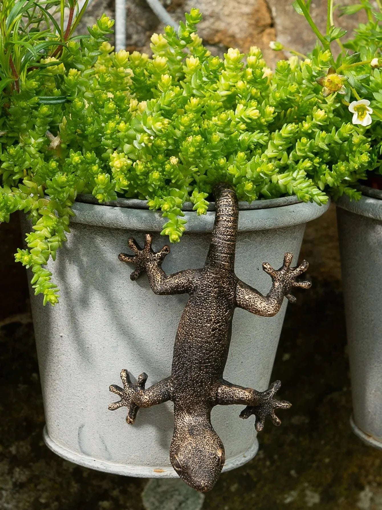 Gecko Plant Hanger